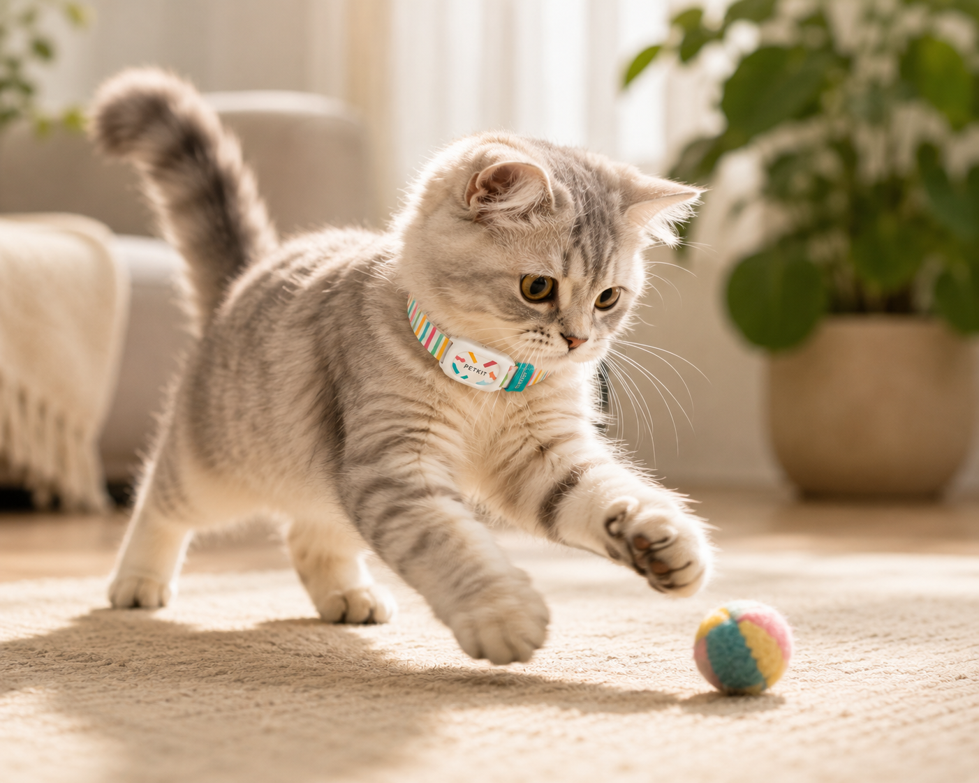 Cat playing with a colorful ball on a carpeted floor with smart pet activity tracker collar